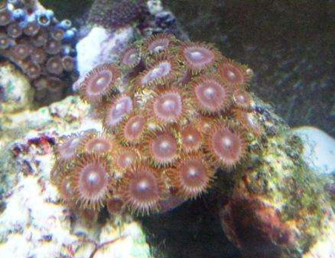 corals inverts - zoanthus sp. - colony polyp stocking in 10 gallons tank - zoas