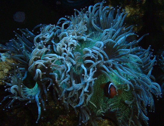 corals inverts - catalaphyllia jardinei - elegance coral stocking in 33 gallons tank - tank13