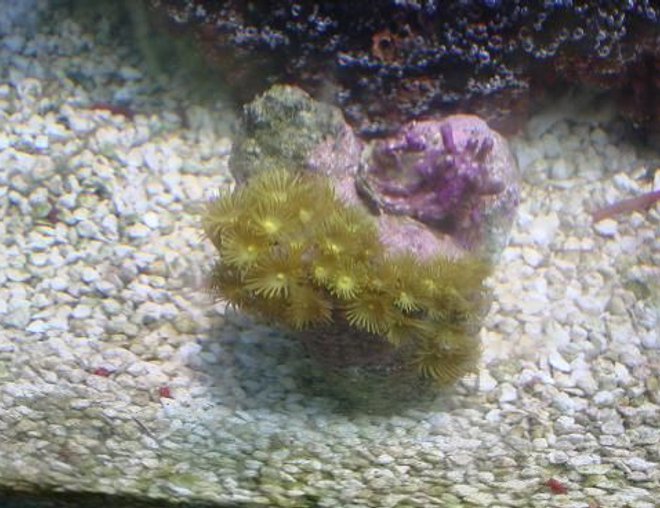 corals inverts - zoanthus sp. - green polyps stocking in 125 gallons tank - coral