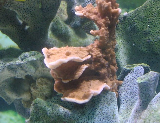 corals inverts - montipora capricornis - montipora capricornis, red stocking in 125 gallons tank - hard coral