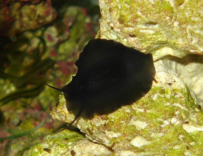 corals inverts stocking in 65 gallons tank - The unidentified black hitchhiker which is one of my favorite tank inhabitants.  If you know what it is, please leave a comment!  It is mobile, tranlucent, approximately an inch in diameter, has atennae, and only comes out at night.