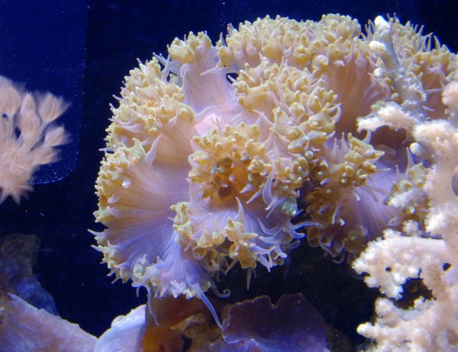 corals inverts - plerogyra sp. stocking in 125 gallons tank - Bubble Coral in 125 reef