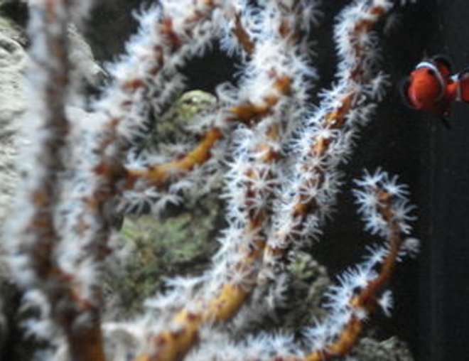 corals inverts - diodogorgia nodulifera - yellow finger gorgonian stocking in 120 gallons tank - Clowning around behind the Yellow Gorgonian