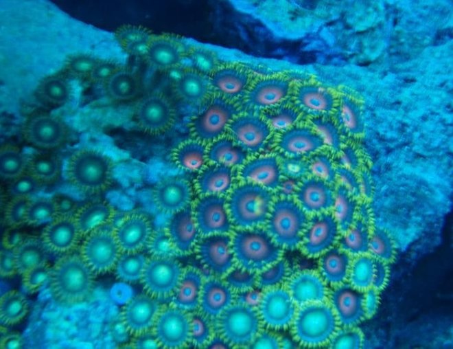 corals inverts - zoanthus sp. - button polyp, pink stocking in 37 gallons tank - zoa
