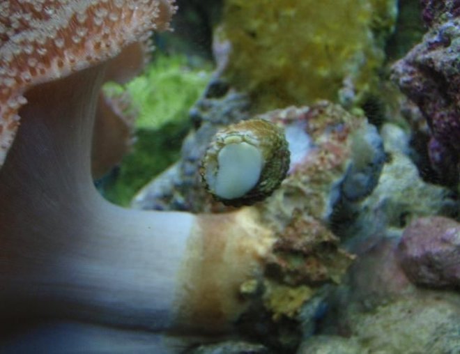 corals inverts stocking in 37 gallons tank - snail