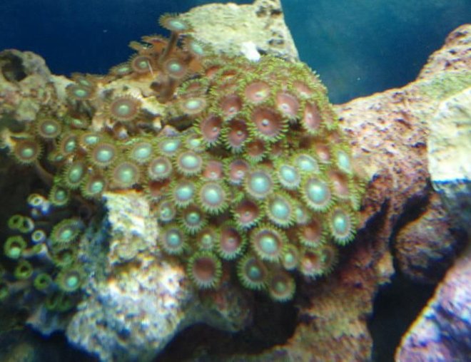 corals inverts - zoanthus sp. - atomic green zoanthids stocking in 37 gallons tank - Zoa's