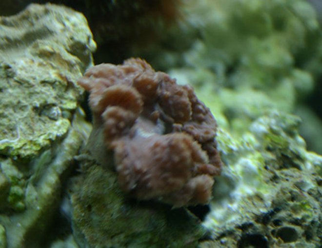 corals inverts stocking in 29 gallons tank - again