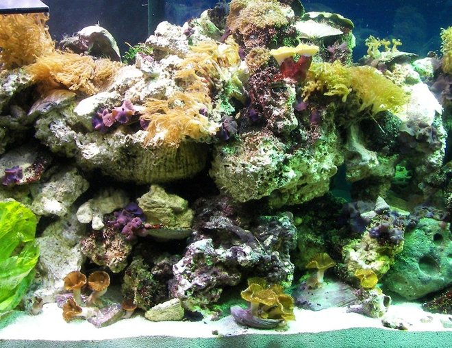 corals inverts - montipora capricornis stocking in 125 gallons tank - this is the left side 4 days after set up. May 2007