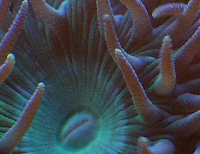 corals inverts - duncanopsammia axifuga - giant green polyp duncan stocking in 38 gallons tank - Duncanopsammia axifuga