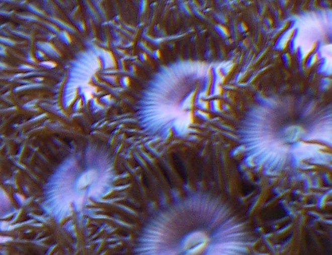 corals inverts - zoanthus sp. - blue ice zoanthids stocking in 38 gallons tank - Pink Zooanthids