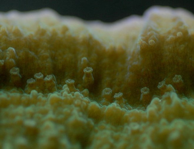 corals inverts - montipora capricornis - green polyp purple rimmed capricornis stocking in 65 gallons tank - green with purple rim montipora capricornus