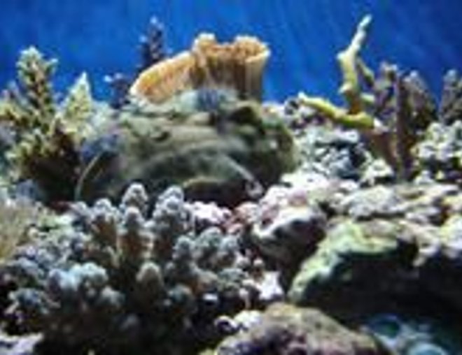 corals inverts stocking in 35 gallons tank - mid-section