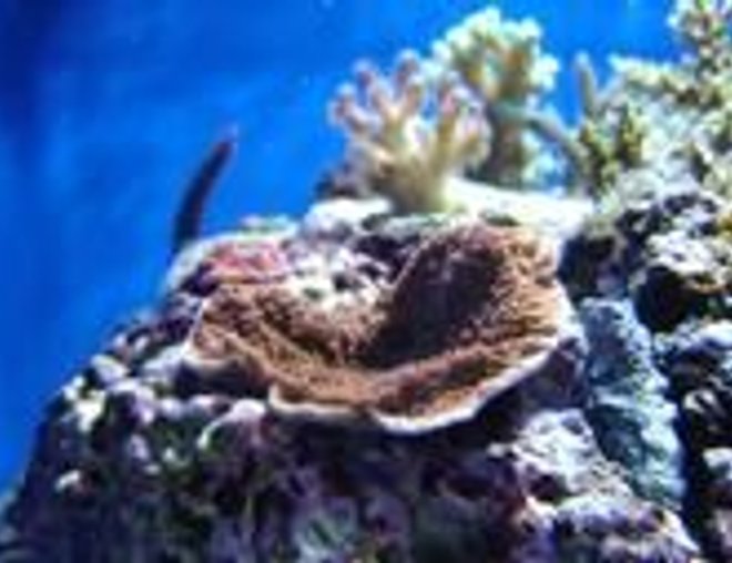 corals inverts - montipora capricornis - montipora capricornis, red/orange stocking in 35 gallons tank - monti