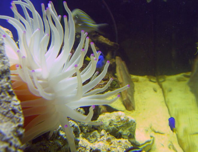 corals inverts - condylactis gigantea - condy anemone stocking in 55 gallons tank - Left side view.