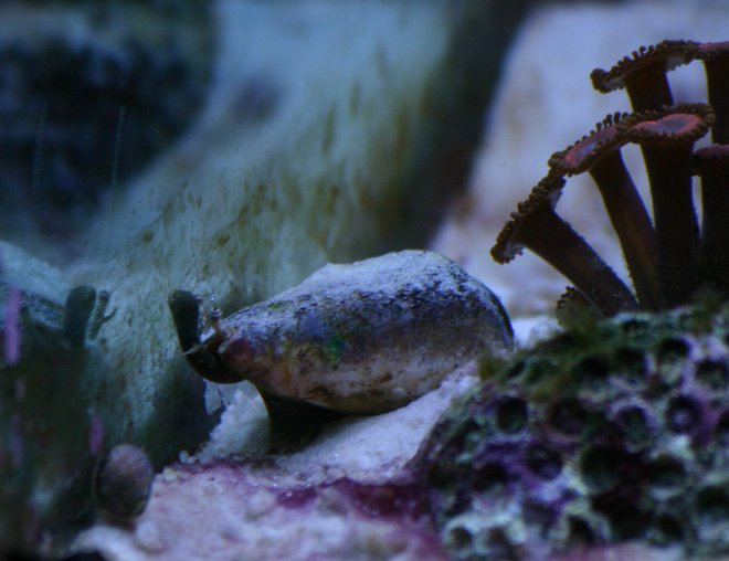 corals inverts - zoanthus sp. - button polyp stocking in 130 gallons tank - Conch and some zoos...