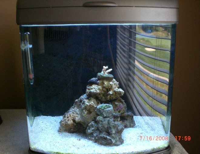 corals inverts - zoanthus sp. - atomic green zoanthids stocking in 6 gallons tank - my nano