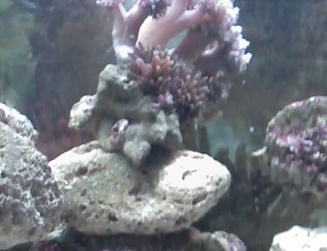 corals inverts stocking in 90 gallons tank - My latest coral and anemones for my clown breeders.
