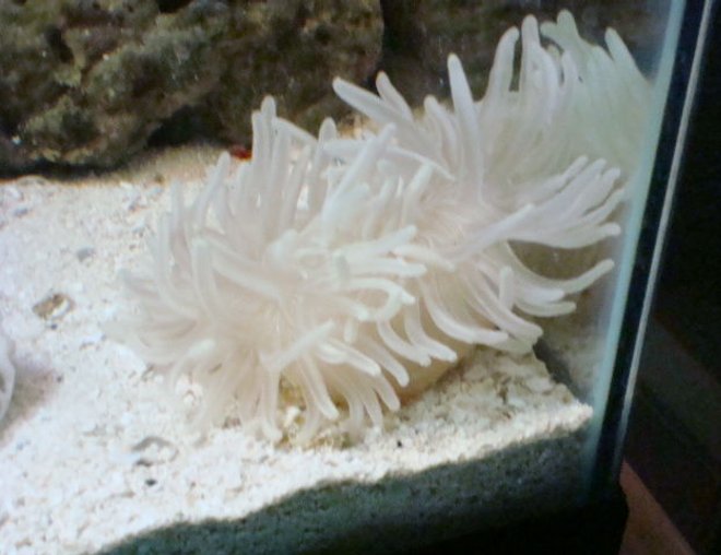 corals inverts - condylactis gigantea - condy anemone stocking in 29 gallons tank - looks stingy