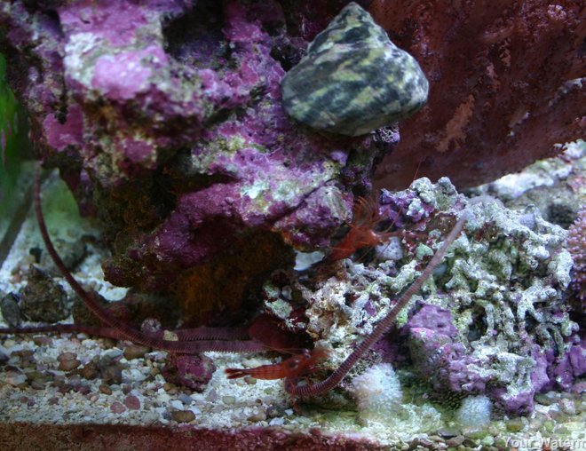 corals inverts stocking in 34 gallons tank - more pics