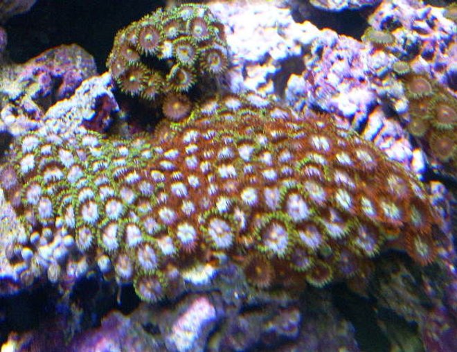 corals inverts - zoanthus sp. - colony polyp stocking in 24 gallons tank - bright mixed zoo rock