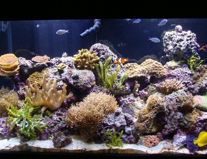 corals inverts stocking in 90 gallons tank - my reef tank