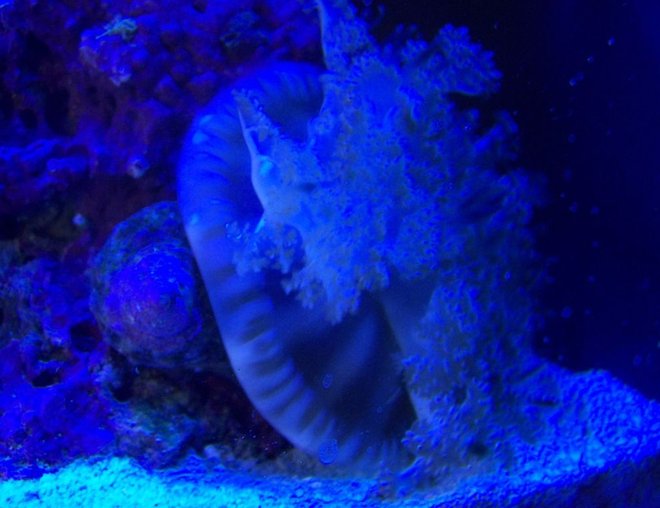 corals inverts stocking in 75 gallons tank - Upside down Jelly in Actinic lights only