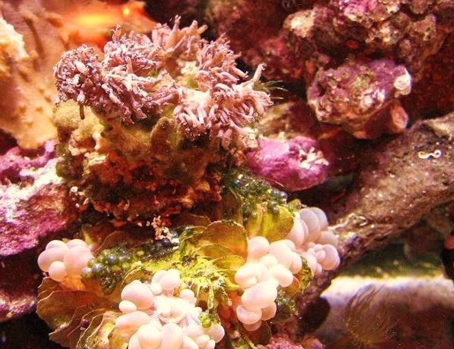 corals inverts stocking in 150 gallons tank - my xenia, given by my dads tank