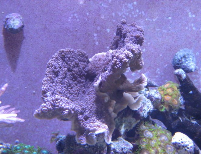 corals inverts - zoanthus sp. - button polyp stocking in 46 gallons tank - Corals