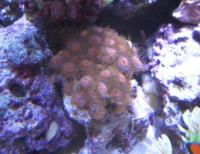 corals inverts - zoanthus sp. - button polyp, pink stocking in 46 gallons tank - Corals