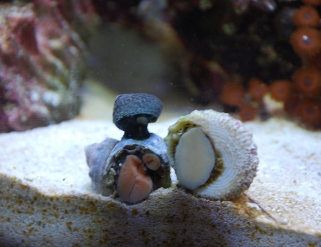 corals inverts stocking in 55 gallons tank - Snails