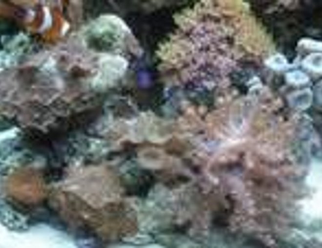 corals inverts stocking in 46 gallons tank - Corals and shrooms