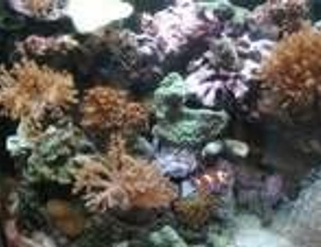 corals inverts stocking in 46 gallons tank - corals