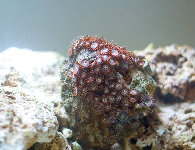 corals inverts - zoanthus sp. - colony polyp stocking in 29 gallons tank - Multi Colored Polyps perched on a rock
