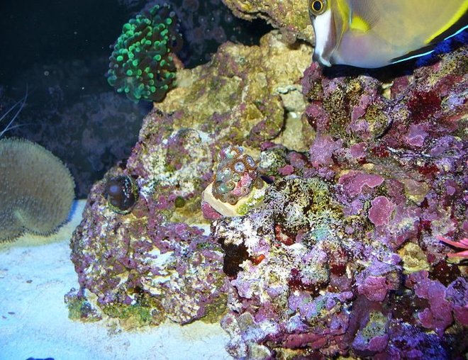 corals inverts stocking in 90 gallons tank - zoes