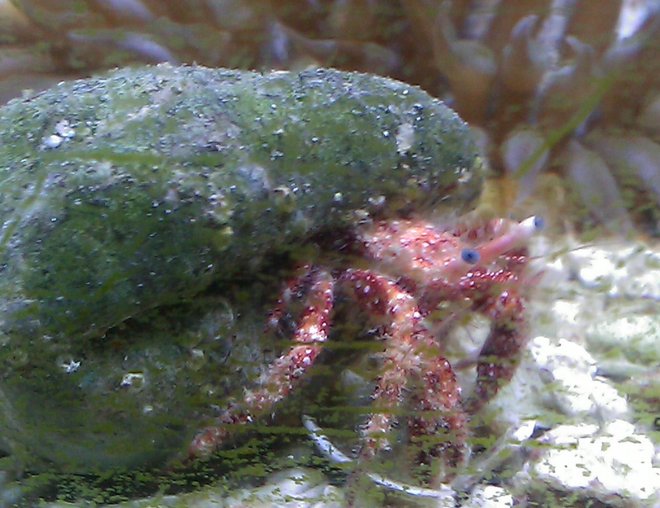 corals inverts - red scarlet reef hermit crab stocking in 55 gallons tank - pretty pink hermit