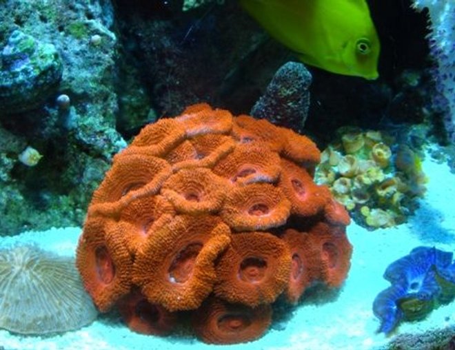 corals inverts - blood red australian acan stocking in 54 gallons tank - blood red acans 20 polyps