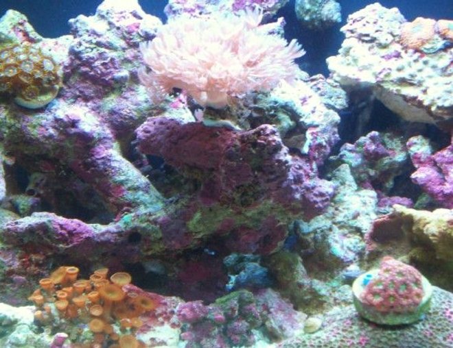 corals inverts stocking in 12 gallons tank - 12 Gal. JBJ nano 1mo. old.