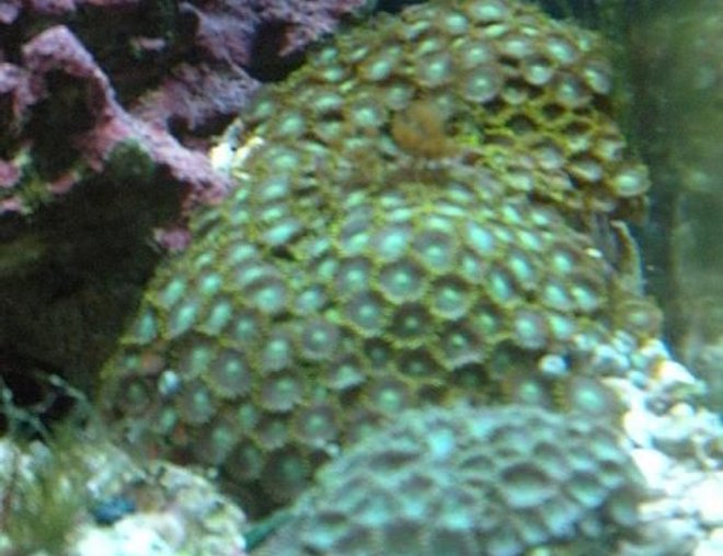 corals inverts - zoanthus sp. - colony polyp, orange/green stocking in 28 gallons tank - green and "goliath" zooanthids