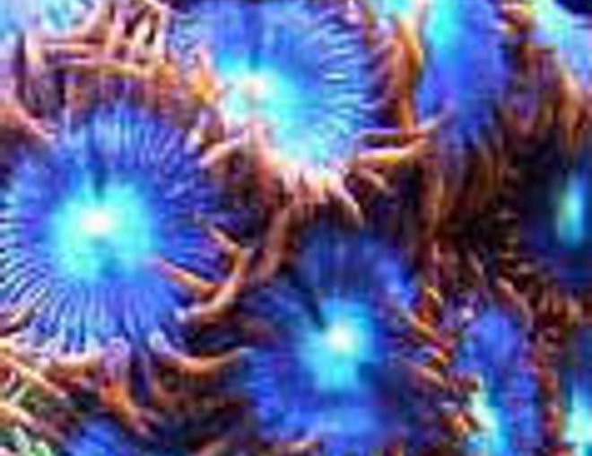 corals inverts - blow torch zoanthids stocking in 46 gallons tank - Blow Torch Zoanthids