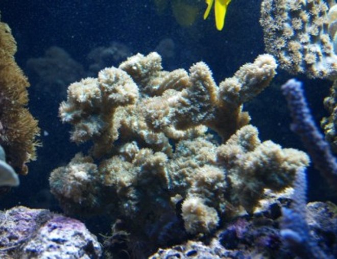 corals inverts stocking in 75 gallons tank - 16