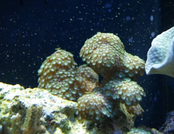 corals inverts - zoanthus sp. - colony polyp stocking in 75 gallons tank - 17