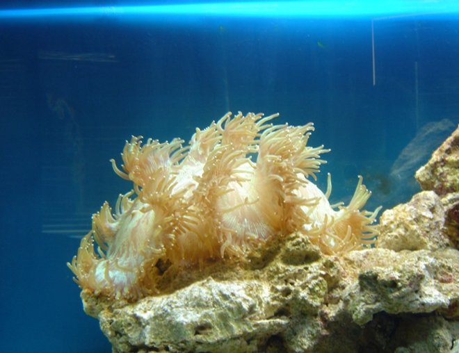 corals inverts - catalaphyllia jardinei - elegance coral stocking in 36 gallons tank - elegance coral