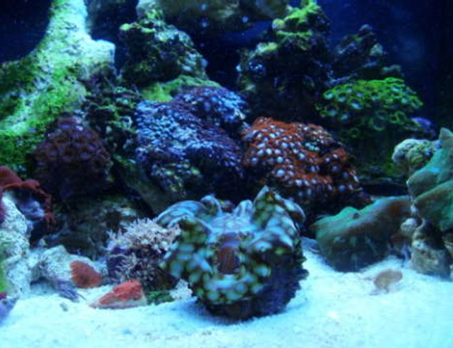 corals inverts - zoanthus sp. - colony polyp - clam with coral