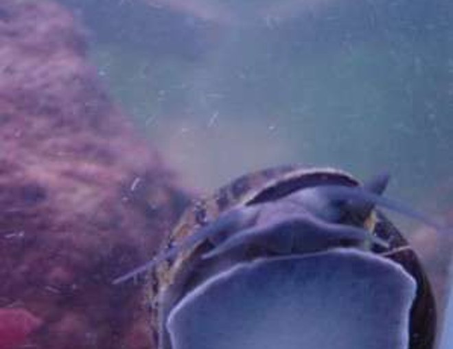 corals inverts stocking in 90 gallons tank - Squirt!