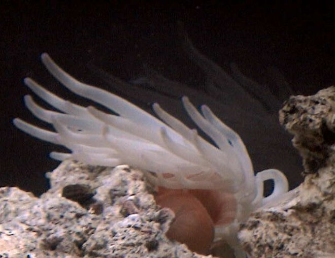 corals inverts - condylactis gigantea - condy anemone stocking in 27 gallons tank - One of a couple anemones