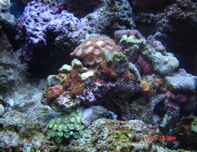 corals inverts - zoanthus sp. - colony polyp stocking in 38 gallons tank - 38 Gallon Reef close up