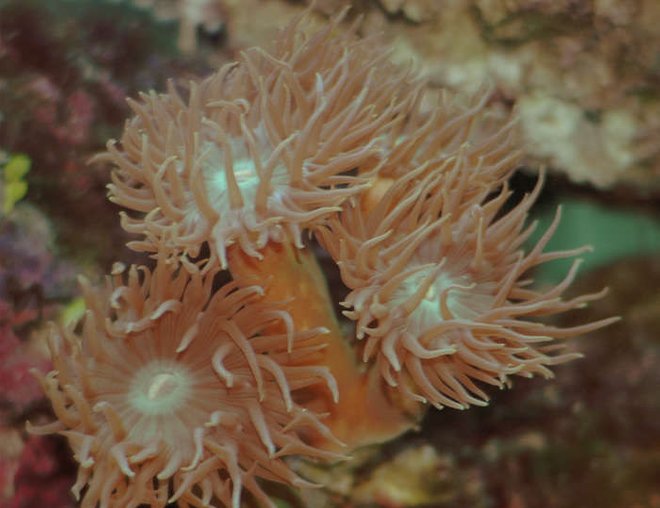 corals inverts - catalaphyllia jardinei - elegance coral stocking in 32 gallons tank - Some sort of branching Elegance