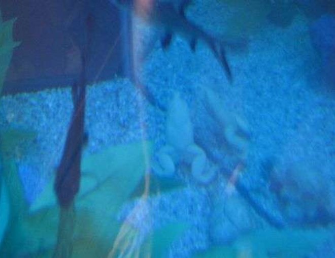 corals inverts stocking in 35 gallons tank - ?