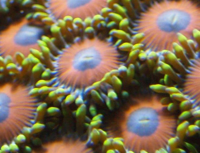 corals inverts - zoanthus sp. stocking in 90 gallons tank - small eagle eye polip shot got about 10 to start about 5 months ago now have about 150-200 polips