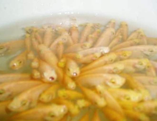 corals inverts stocking in 70 gallons tank - alevins